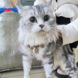 惭愧青山对白头
