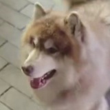 木头西西