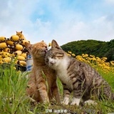 兔小兔