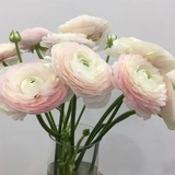 住在棉花里的人