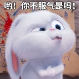 蝈蝈