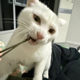 职业气象预报员