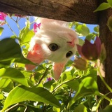 小火苗