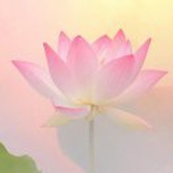 Ir.伍