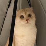 星辉羽