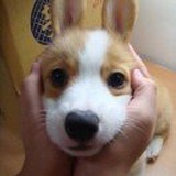 宇多多啊多丶