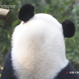 永远都爱熊猫