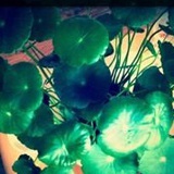 wo-apple2012