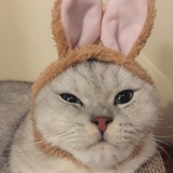 陆西
