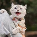 高大威猛