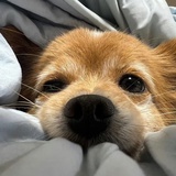 nonehi