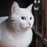 持剑者心伤