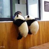 鱼