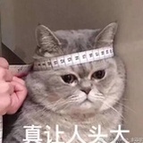 只喝拿铁的猫