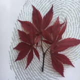 司马懿