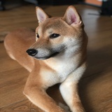 导盲猪Suki
