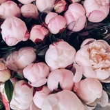 爱花花的豆友