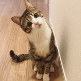 尤尔小屋的猫