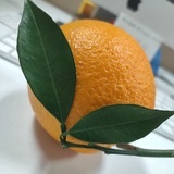 豆豆