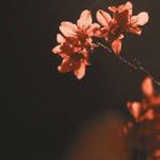昵称