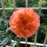 海莉