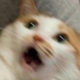 顺利工作猫猫头