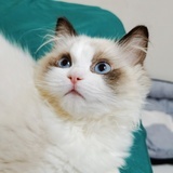 红小胖o0