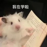 她和影子谈起过