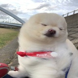 唯唯