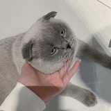 大鸡蛋的小同座