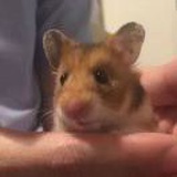 王绍宇