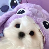 cici
