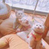 圆圆的汤包