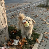 Xáos