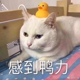 托里枪金鱼