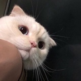 豆友185064559