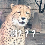 塔塔的江中鱼