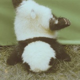 miaomiaomiao