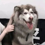 鹿死迷森i