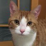 喵～🐱