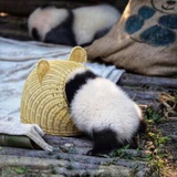 panda