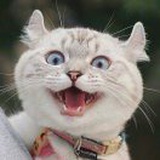 犯罪嫌疑小猫咪