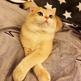 牛顿是只喵