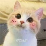 画圈圈的猫
