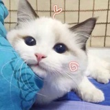 Darling～