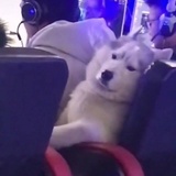 郑能量RONG