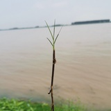 彩青色