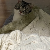 漂亮梨花喵