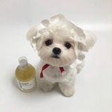 ハク