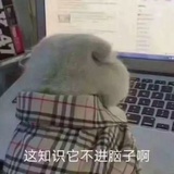 lzq的猪猪